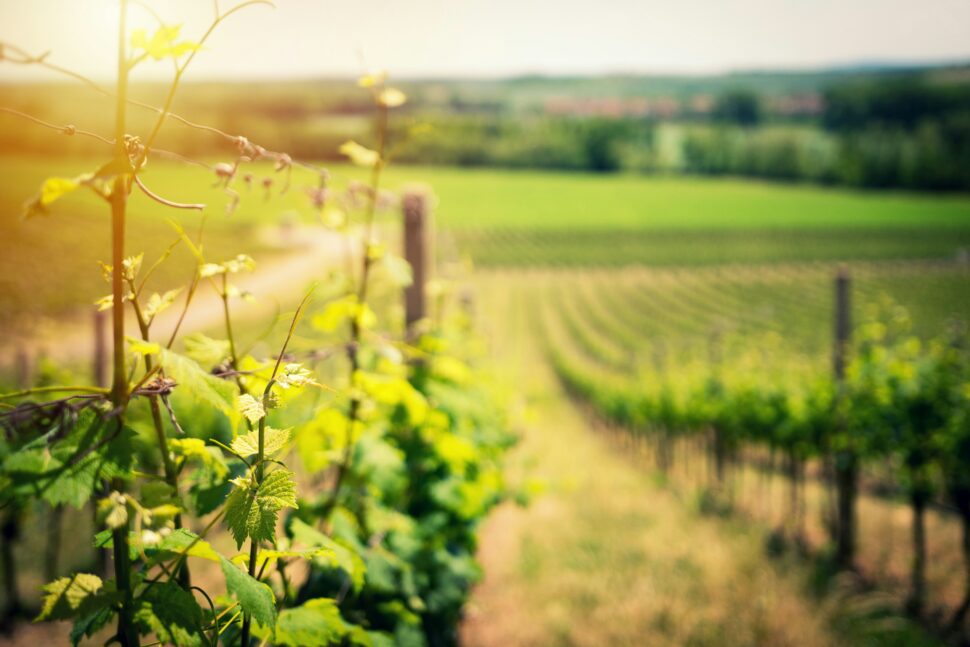 Vineyard like the many in South Carolina worth visiting for wine tasting.