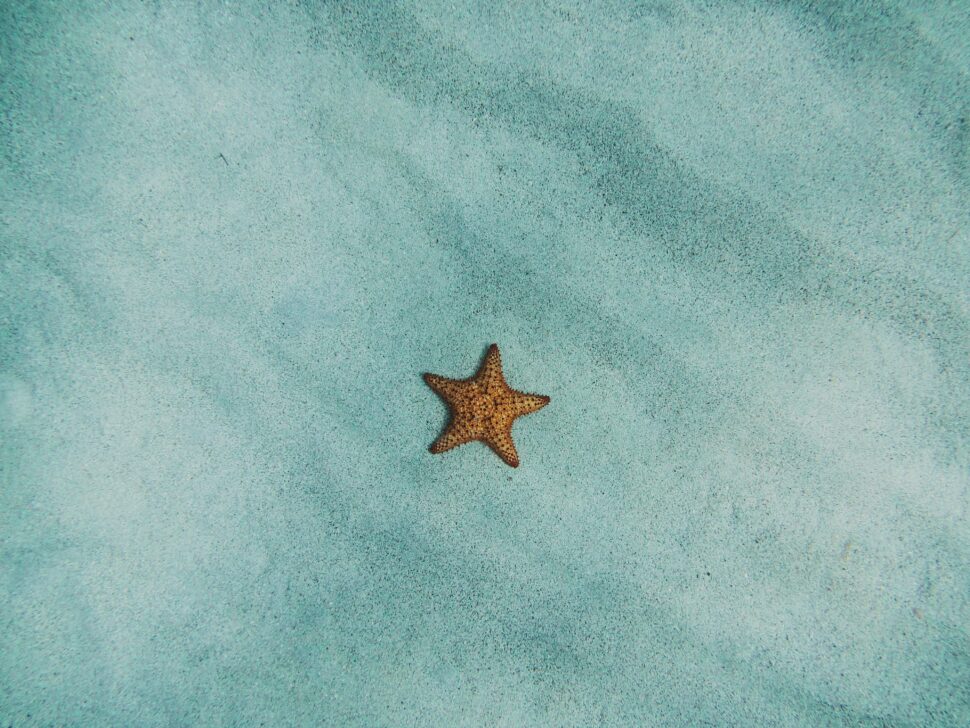 Starfish under the water and on the sand at a beach.