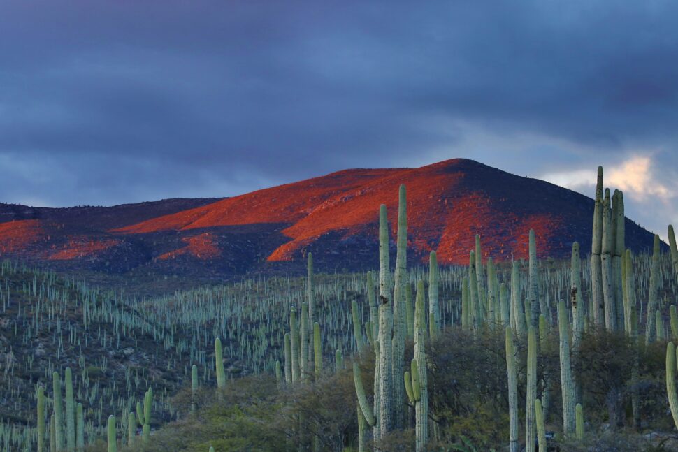 Mexico's Landscape including cactus and a small mountain.