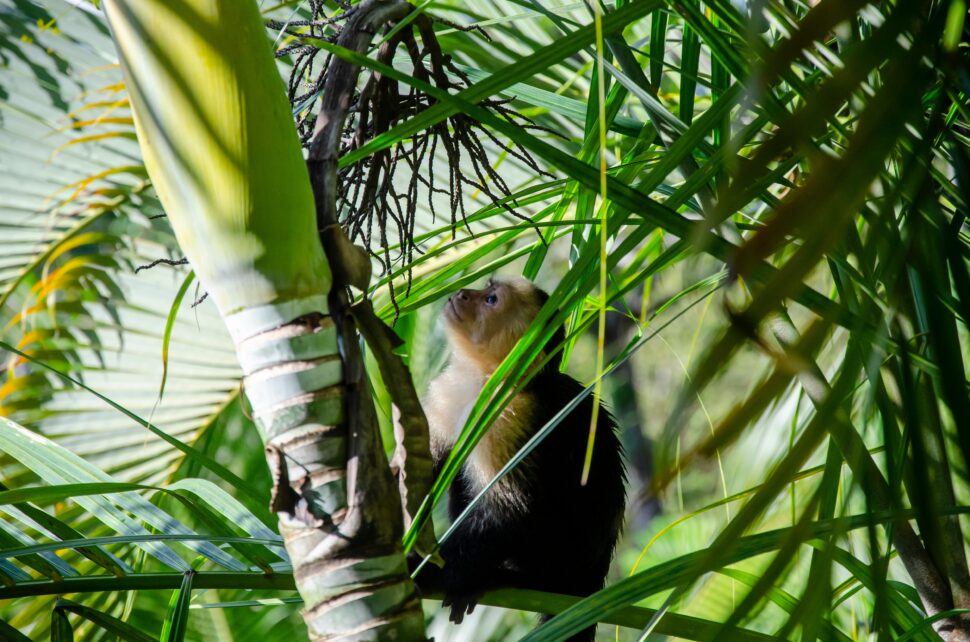 Costa Rica’s national park is a filming location.