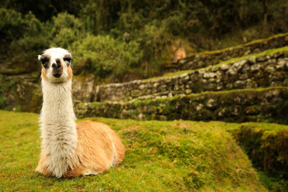 Alpaca on the way to Machu Picchu