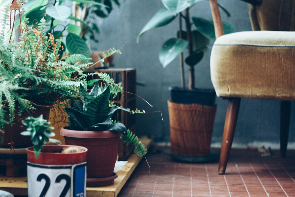 Plants and a lounge chair indoors for relaxation and rejuvenation. 