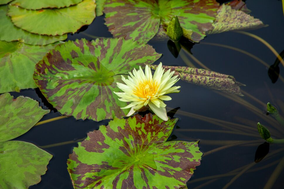 Flower floating in a pond at an indoor botanical garden, making for a great escape from the outdoors. 