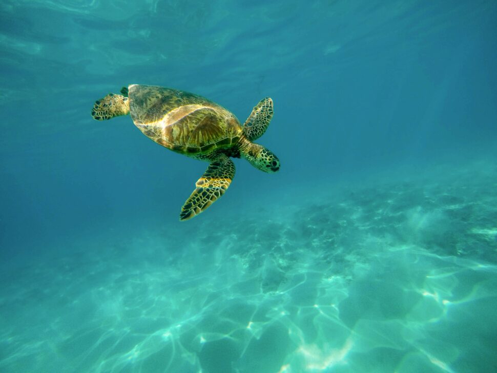 Turtle diving in the crystal clear water of the Hawaiian islands.