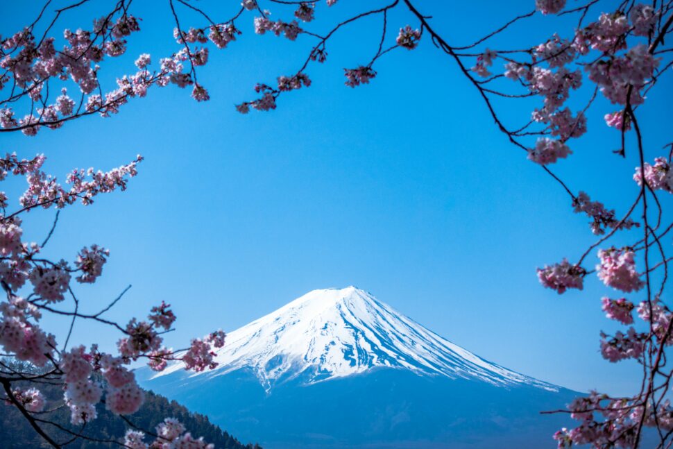 Mount Fuji framed by cherry blossoms attracts travelers from all over.