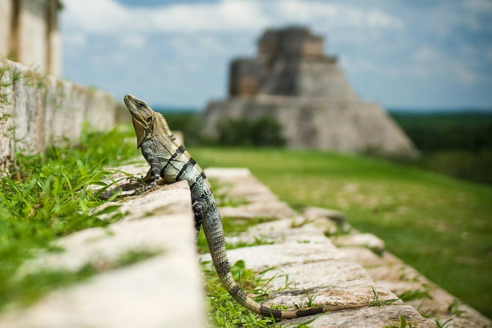 Iguana lounging in Mexican ruins