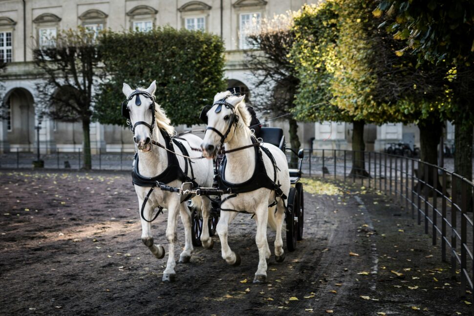 Horse-drawn carriage rides in Charleston, South Carolina.