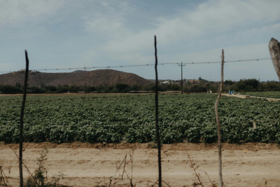 Distant wine fields on the outskirts of San Diego for an adult excursion.