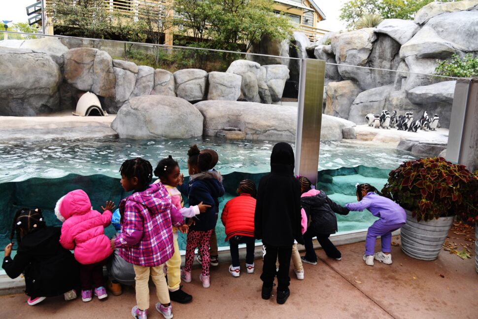 Children are visiting new African penguin habitat of Denver Zoo in Denver, Colorado.