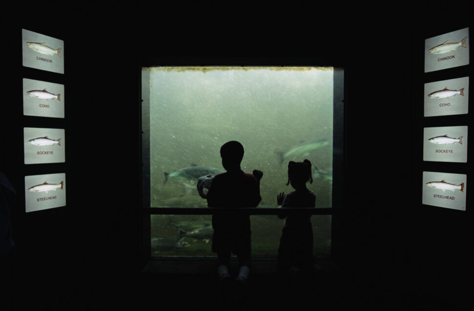 Children watch sockeye salmon pass over the fish ladder at the Hiram M. Chittenden Locks.