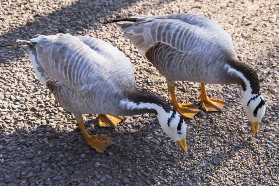 Bar-Headed Geese (Anser Indicus) pecking at the ground.