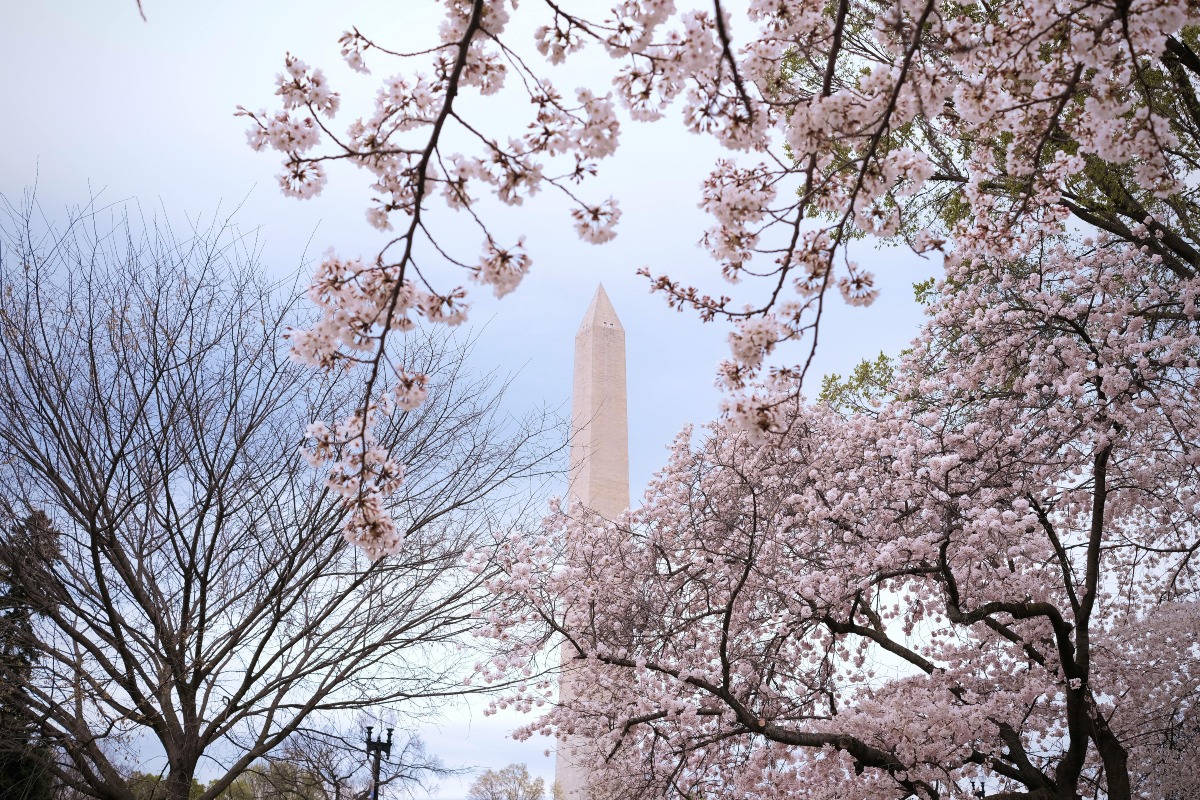 Where To See Washington DC's Iconic Cherry Blossoms