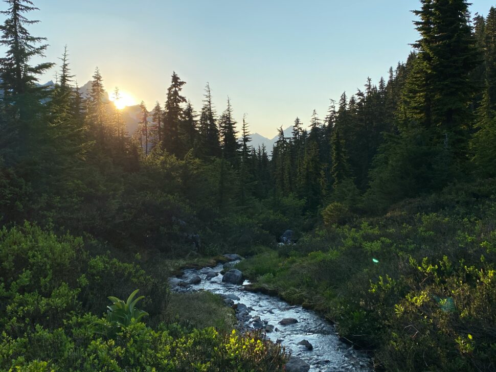 Creek surrounded by lush foliage for a Washington backdrop