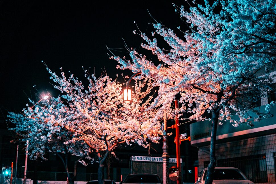 A lantern among cherry blossoms illuminating the darkness