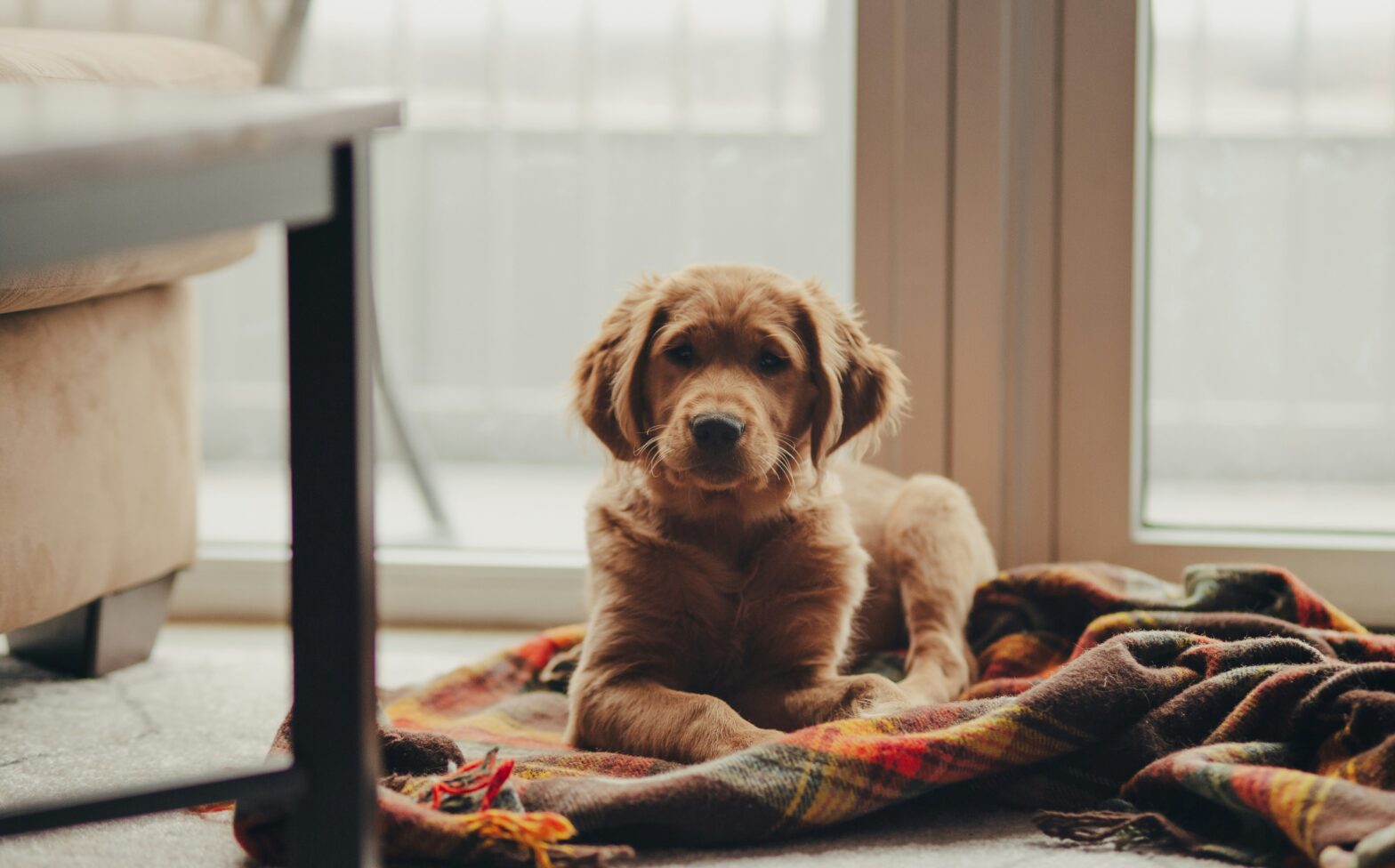 Dog lounging on a mat