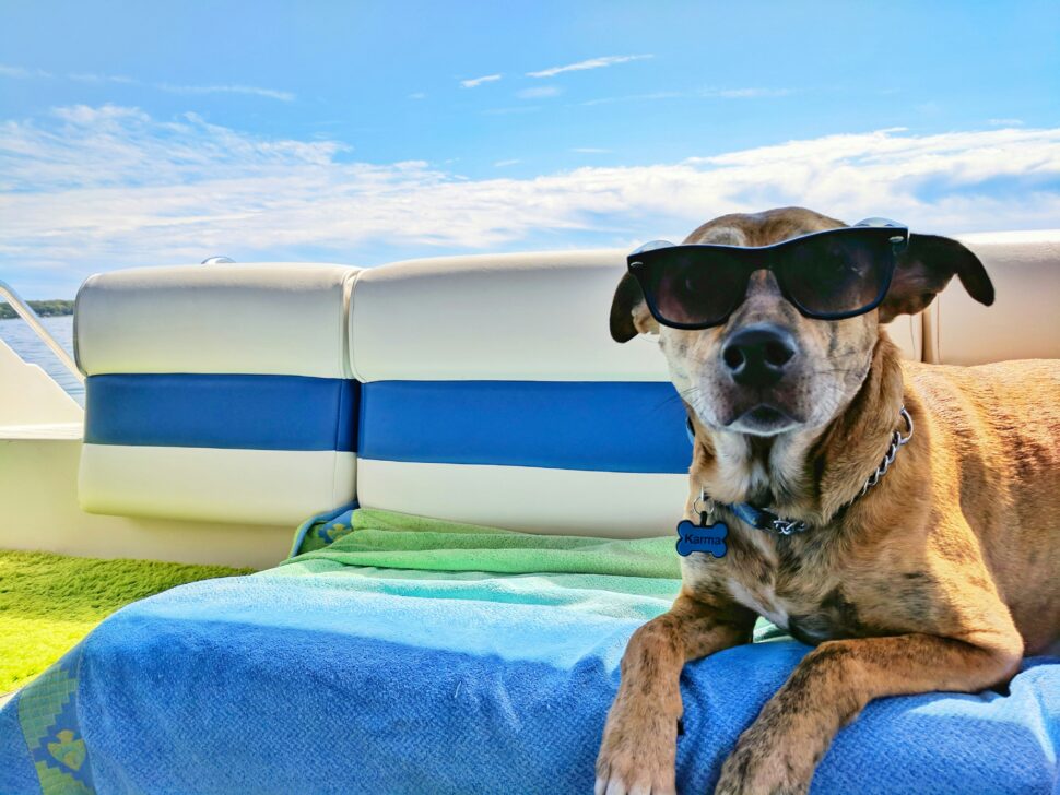 Dog on a boat during a family trip on the water.