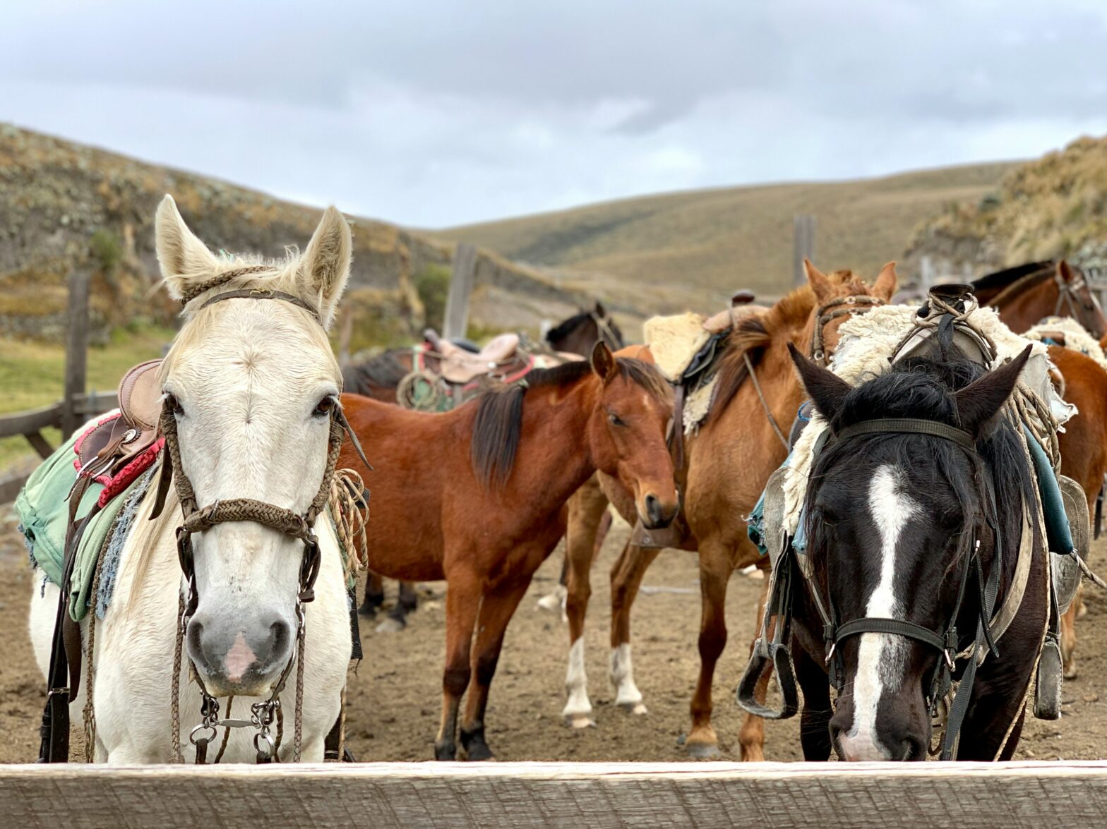 5 Places for an Authentic Cowboy Vacation Ahead of Beyoncé’s Tour 