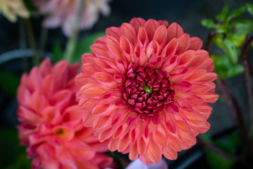 Hypnotic close up of a pinkish-red flower 