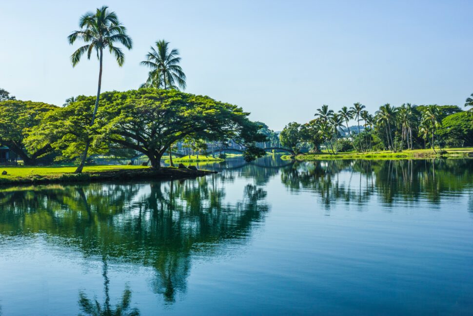 Pond surrounding green vegetation in Hilo, Hawaii.