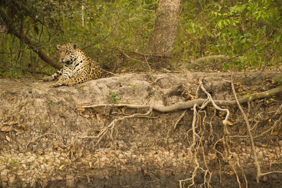 Jaguar Resting in Riverbank Underbrush