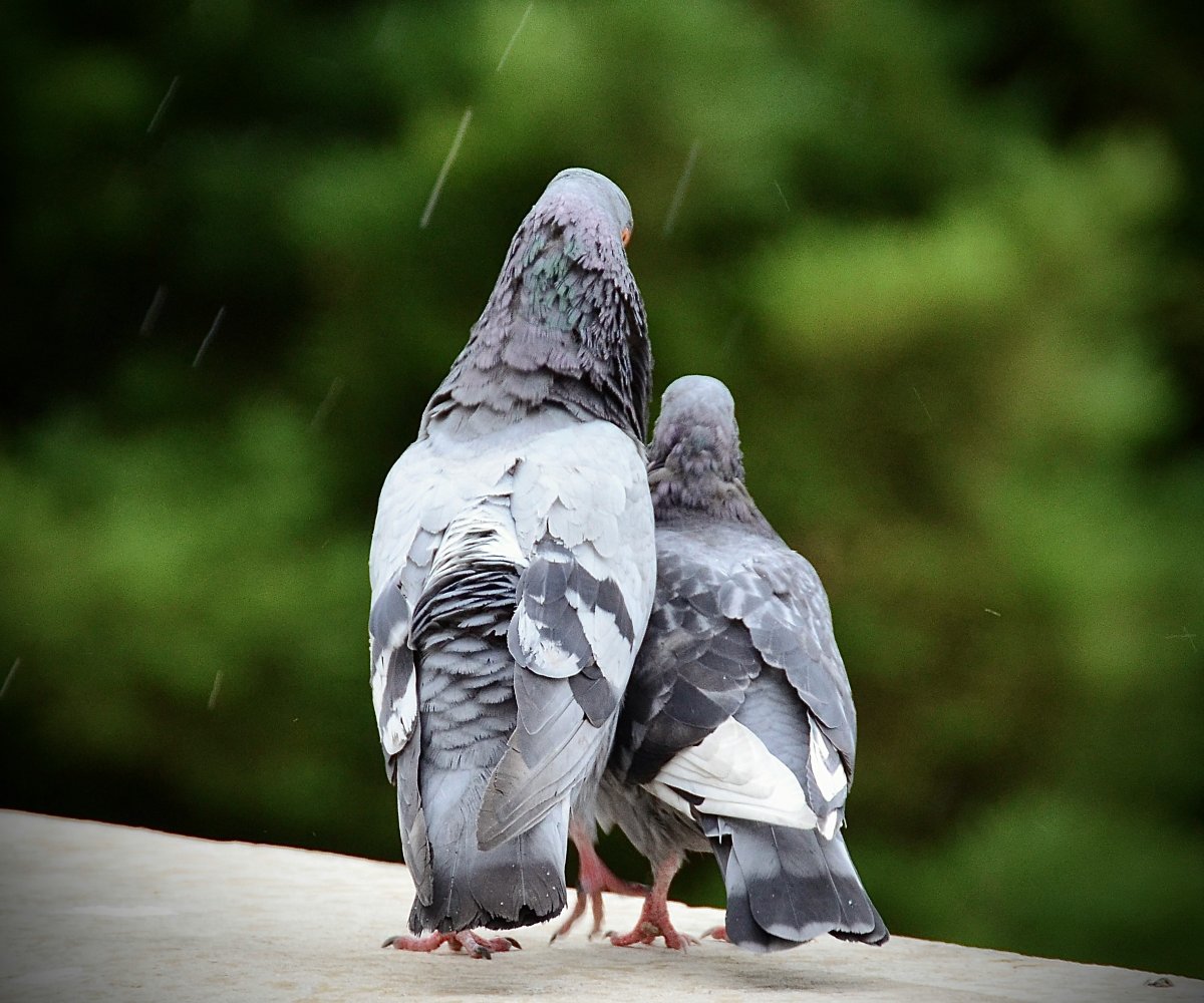 Pigeons Cause Mid-Air Chaos On Delta Air Lines Flight