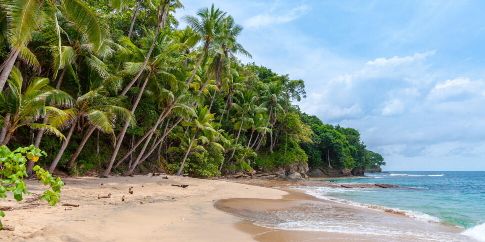 A beach on an island with palm trees.