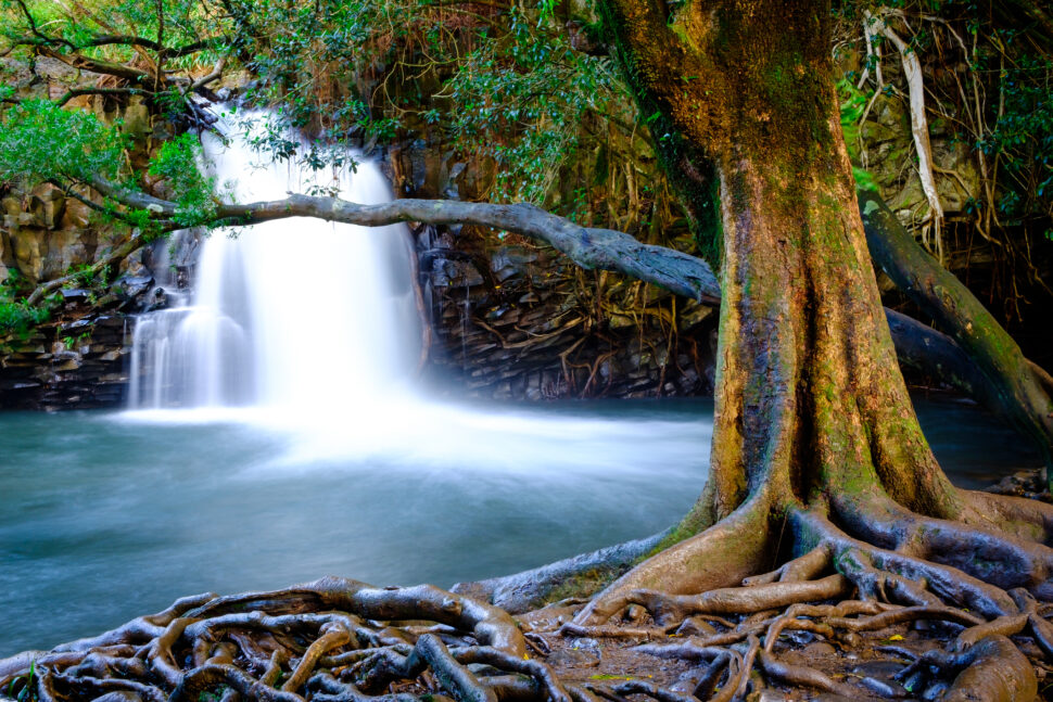 waterfall and old tree near road to Hana, Maui, Hawaii
