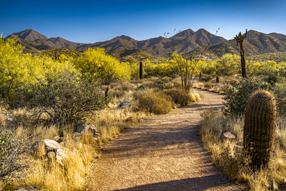 a trail in the desert in Scottsdale, Arizona