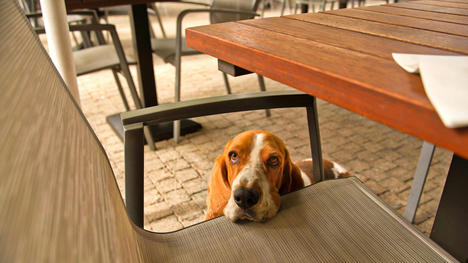 Top Dog-Friendly Restaurants in San Francisco for Dining With Your Furry Friend
