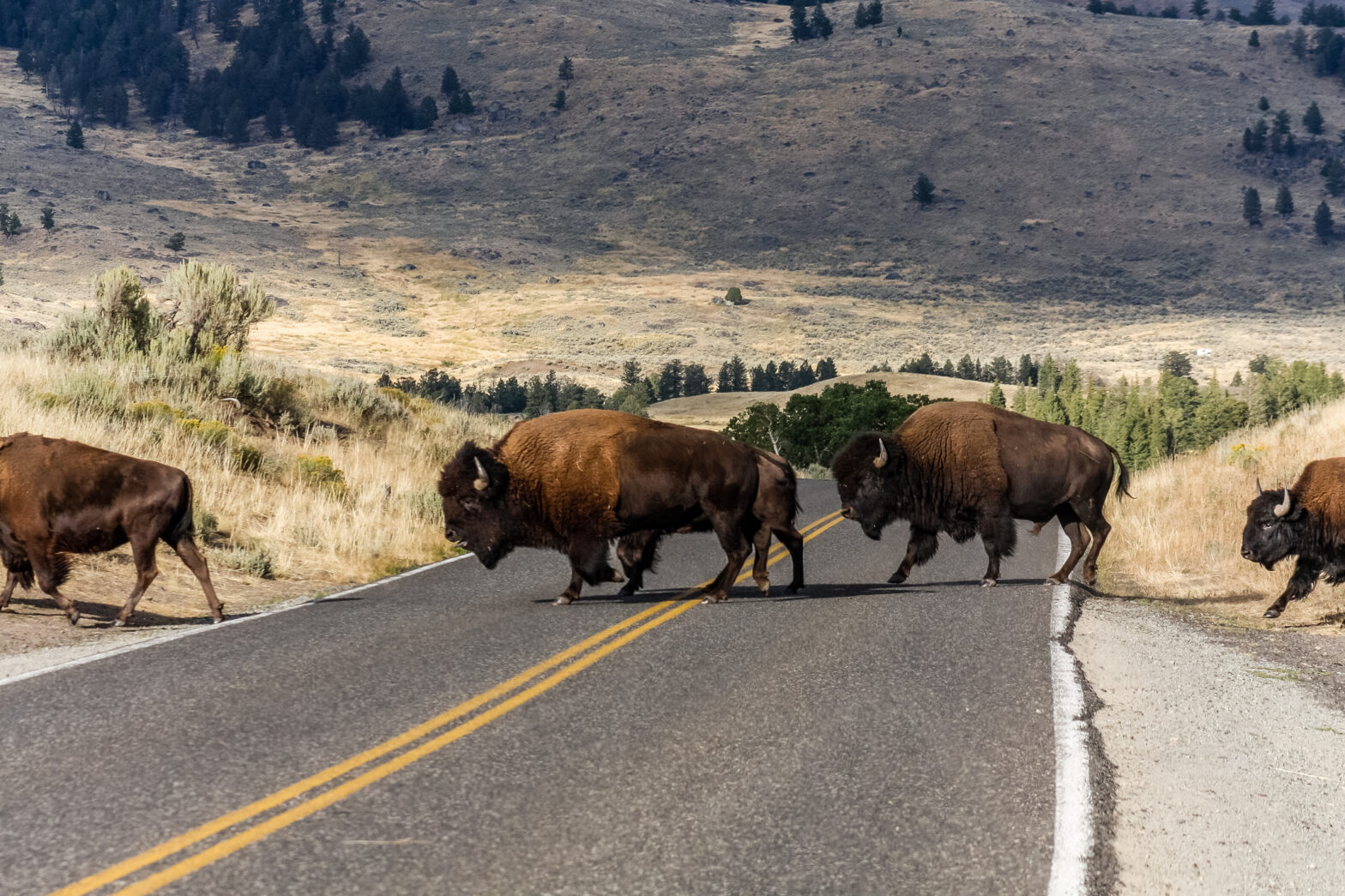 National Park Service Shuts Down Rumor That Possible Yellowstone Supervolcano Eruption Is Causing Animals To Flee