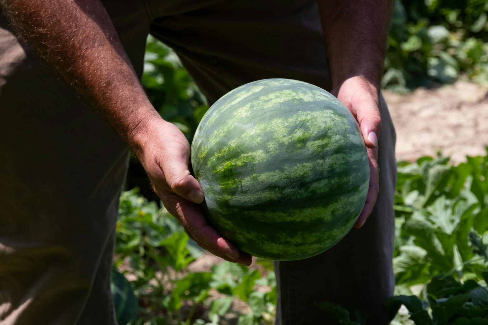 This Watermelon Picking Guide Will Help You End Summer On A Sweet Note