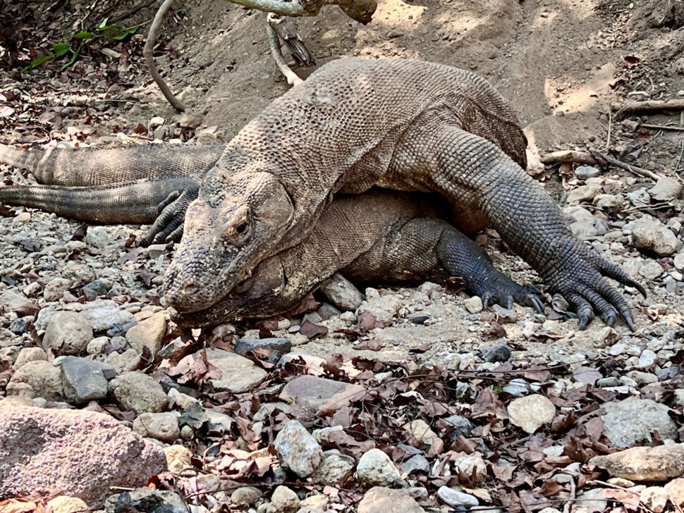Komodo Dragons