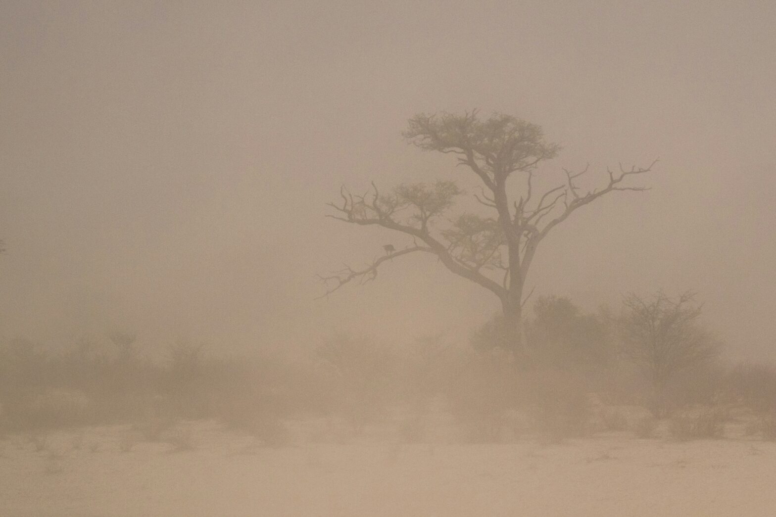 What Is A Haboob? How Dust Storms Form And Impact Travel