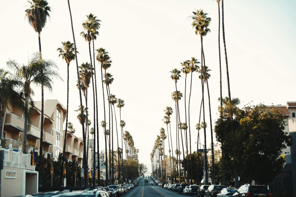 Iconic Palm-Lined Street in Los Angeles.