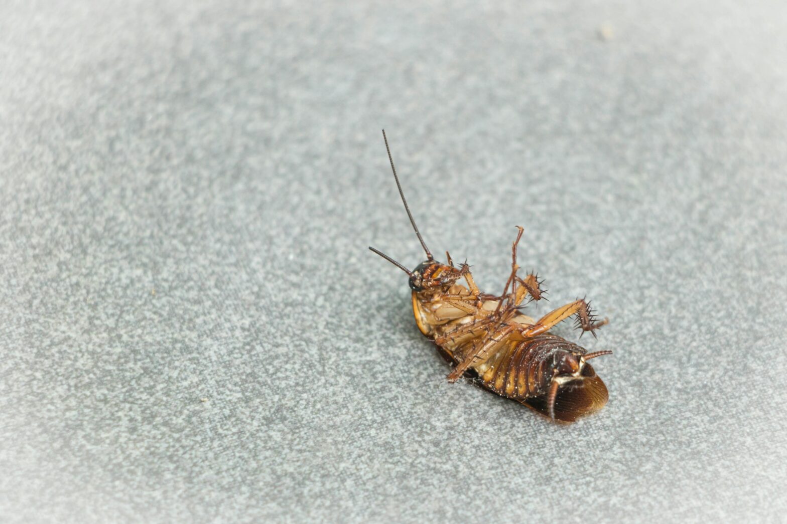 Air India Apologizes After Two Passengers See 'A Few Small' Cockroaches On Flight To Kolkata