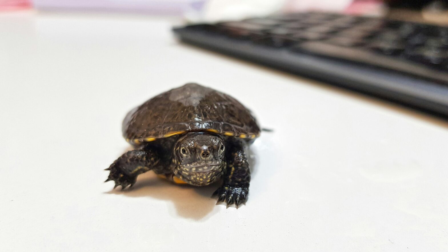 A Woman Tried Smuggling Turtles In Her Bra — Here’s How To Travel With Pets The Right Way